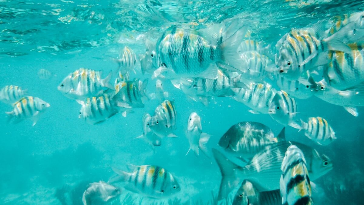 popular snorkelling sites are Playa Garrafon, the Manchones Reef, Bahia Mujeres, MUSA and El Farito.