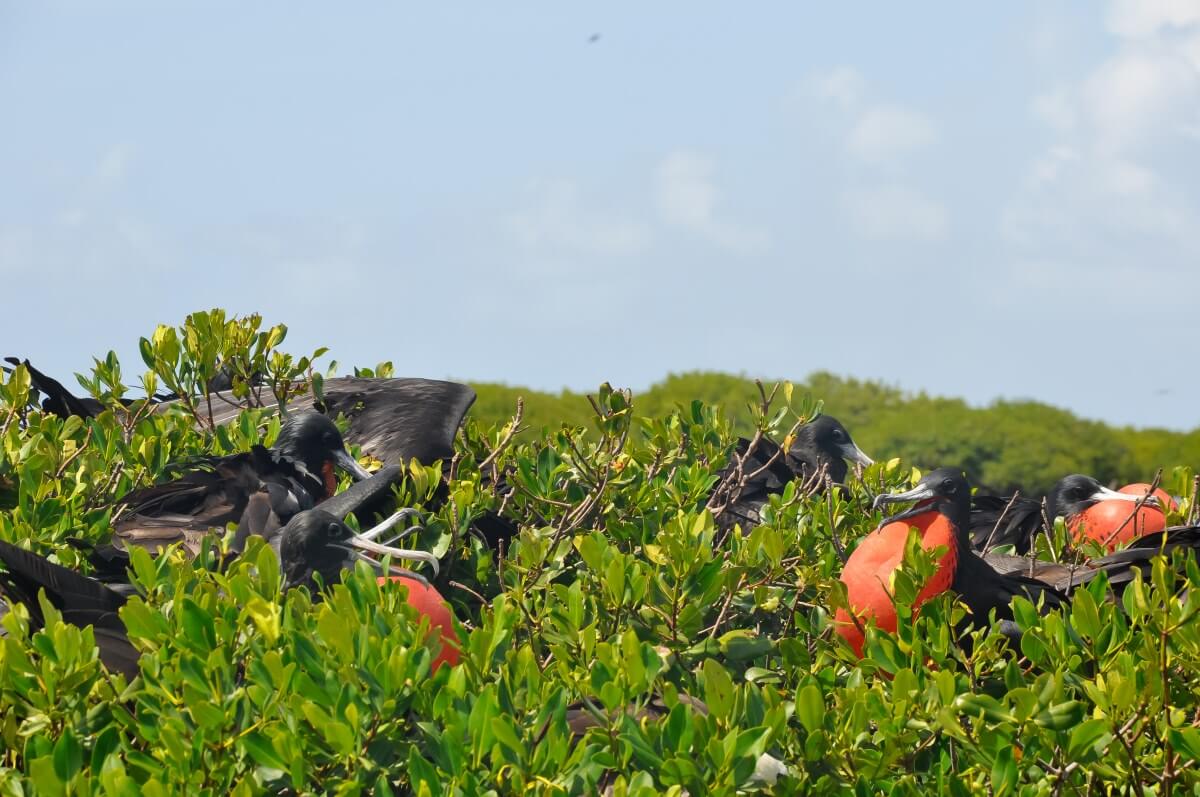 Barbuda Frigate bird sanctuary