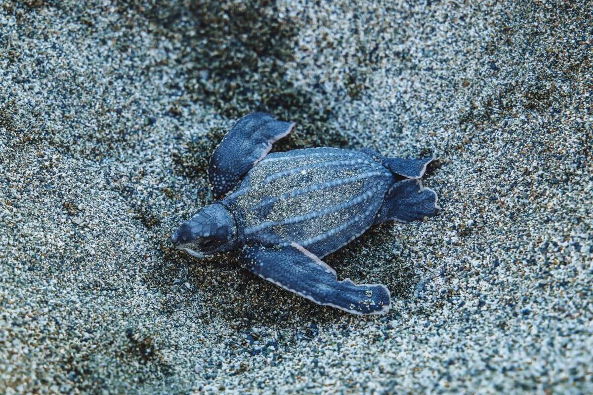 things to do in Tobago: Turtle Beach is one of the crucial nesting sites for the most giant turtles on the island. That's why visiting Turtle Beach between March and September is one of the best things to do in Tobago. 