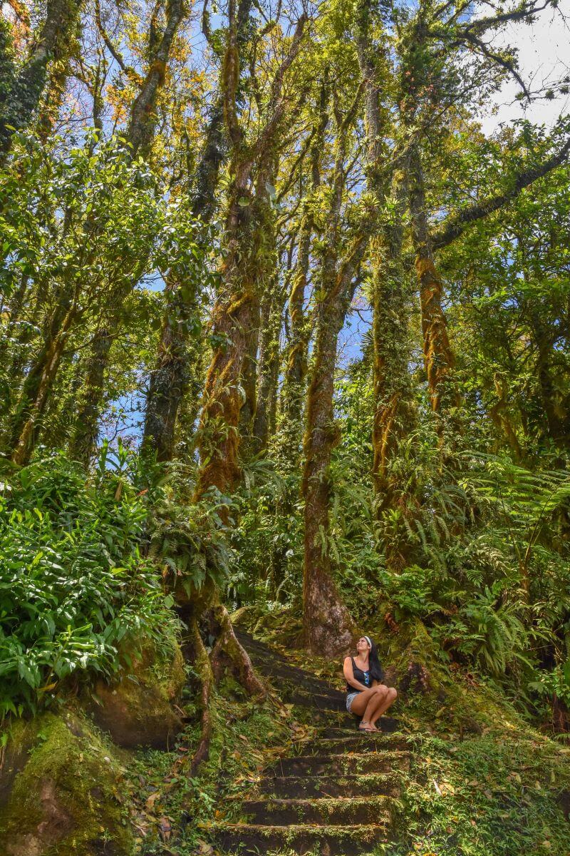 things to do in Martinique - Parc naturel régional de la Martinique 