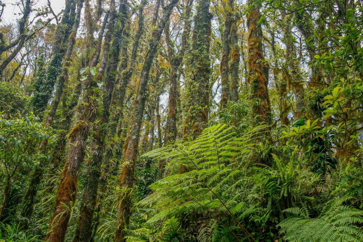 best things to do in Martinique for nature lovers - Route de la Trace