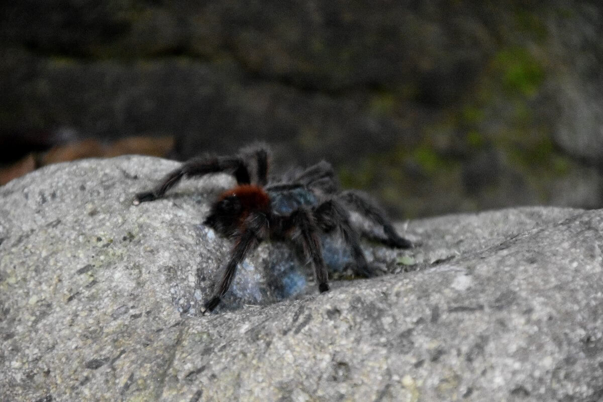 tarantula