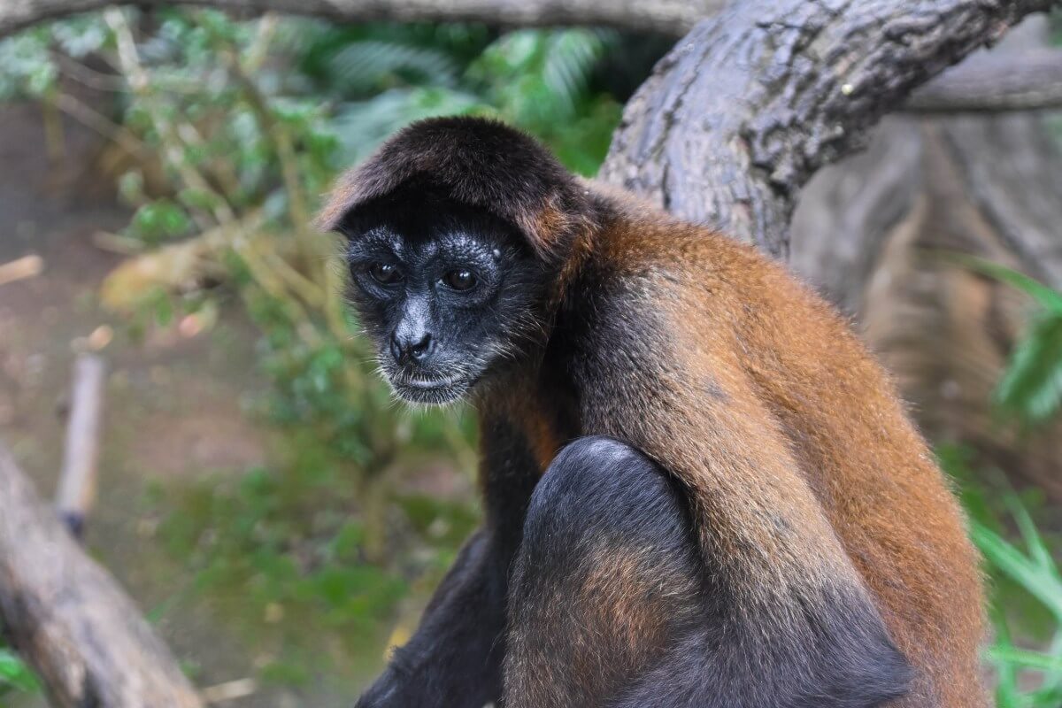 Laguna de Apoyo - watch wildlife