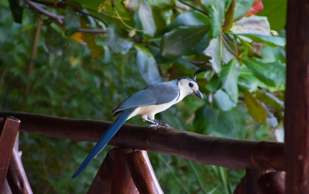 Laguna de Apoyo Nicaragua - birdwatching White throated Magpie-jay